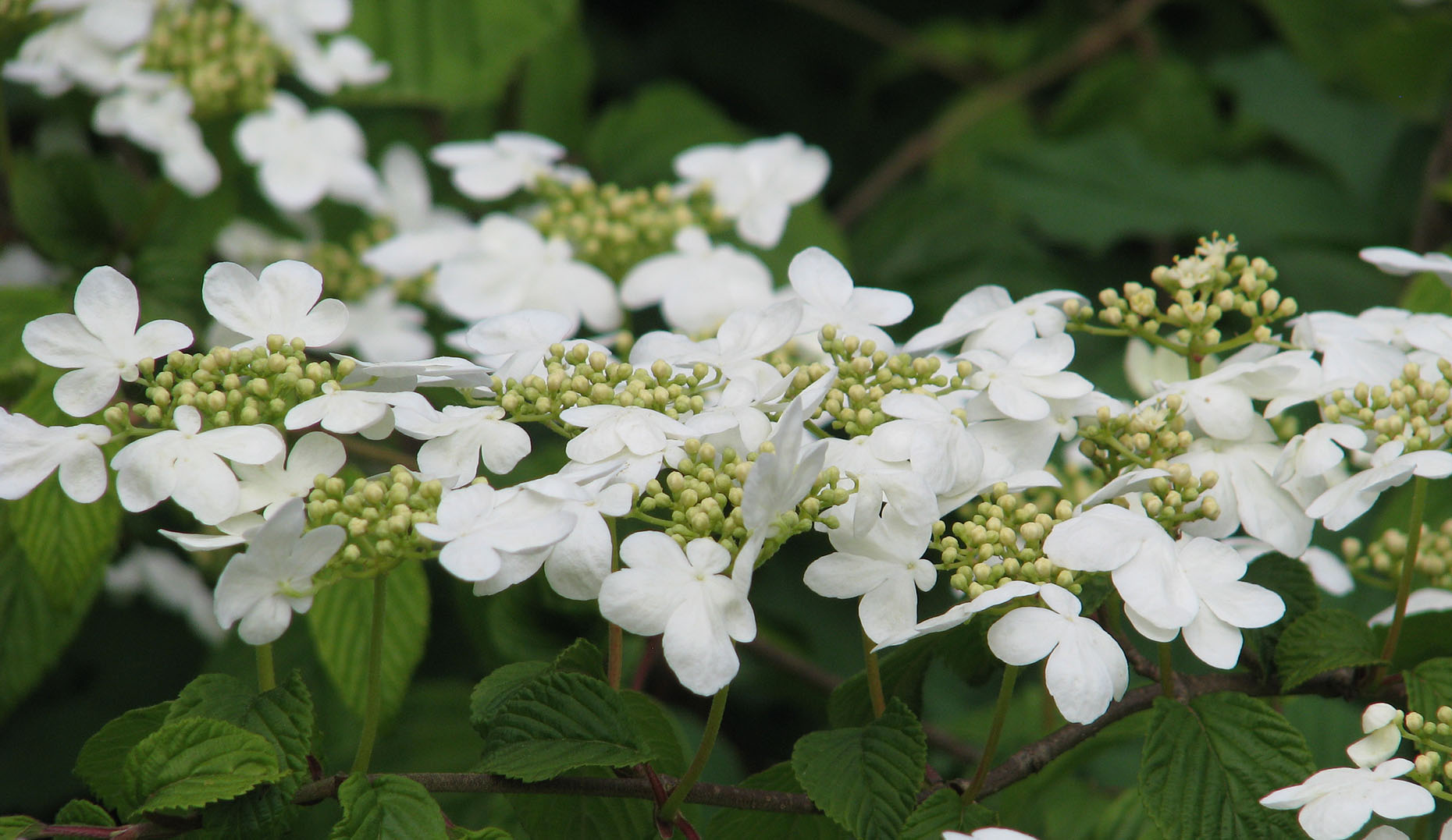 Boule de neige, Viburnum plicatum mariesii. © Peganum, Wikimedia Commons, CC by 2.0